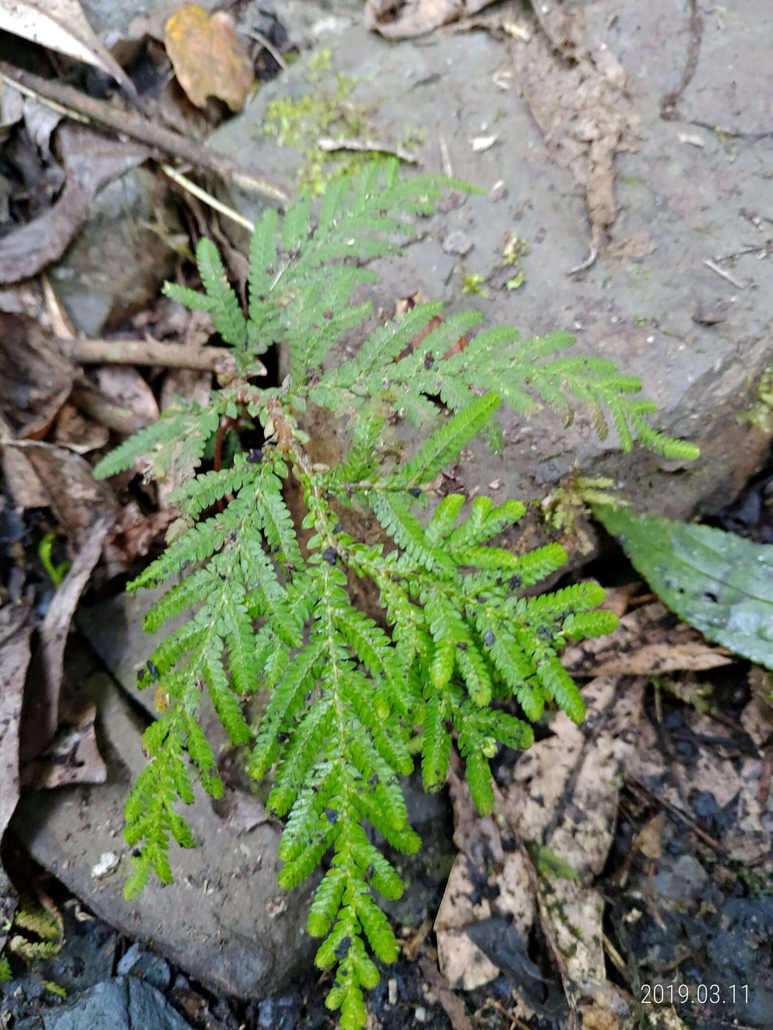 Sivun Selaginella delicatula (Desv. ex Poir.) Alston kuva