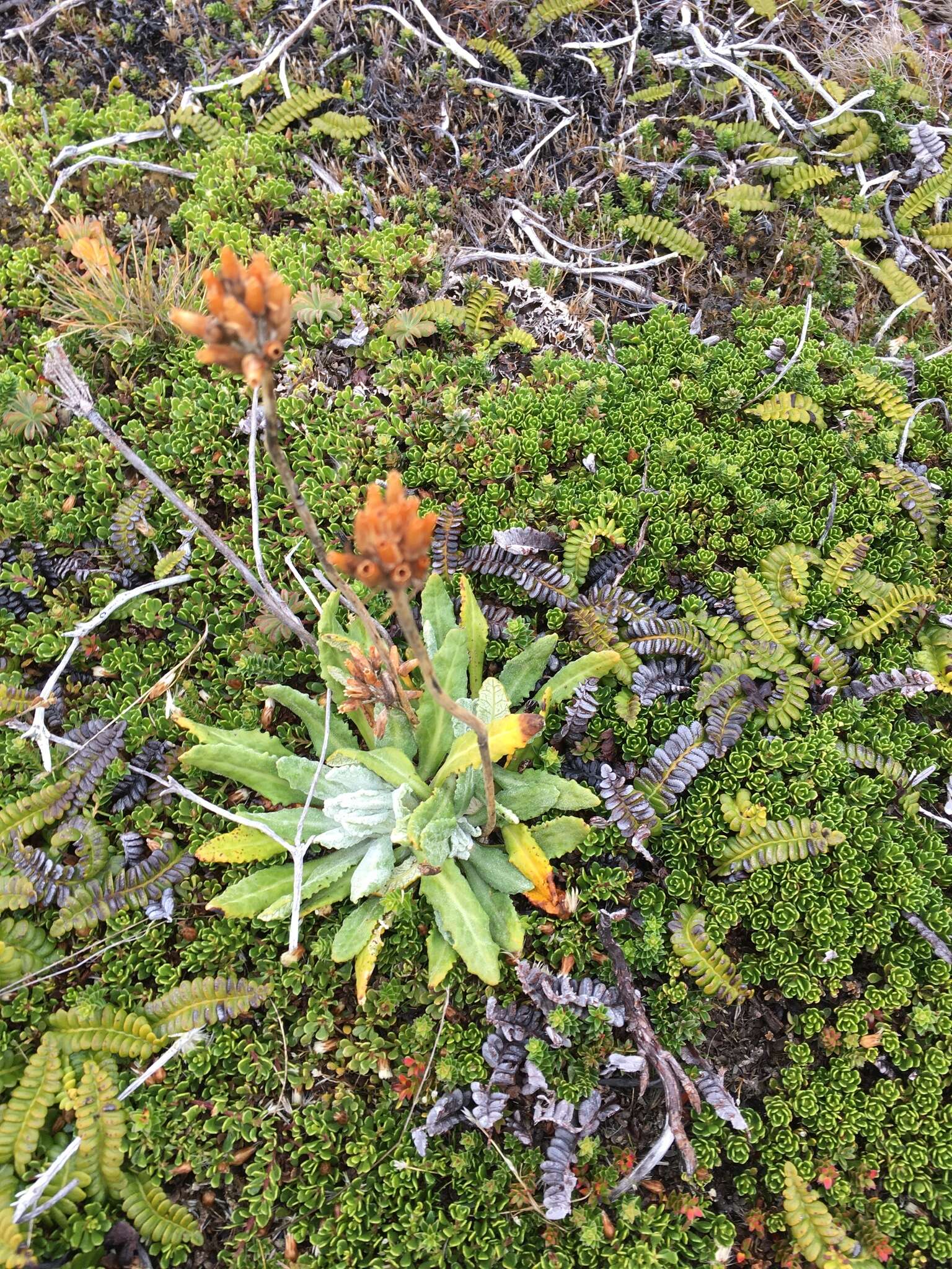 Image of Primula magellanica Lehm.