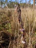 Image de Nabalus autumnalis (Walt.) Weakley