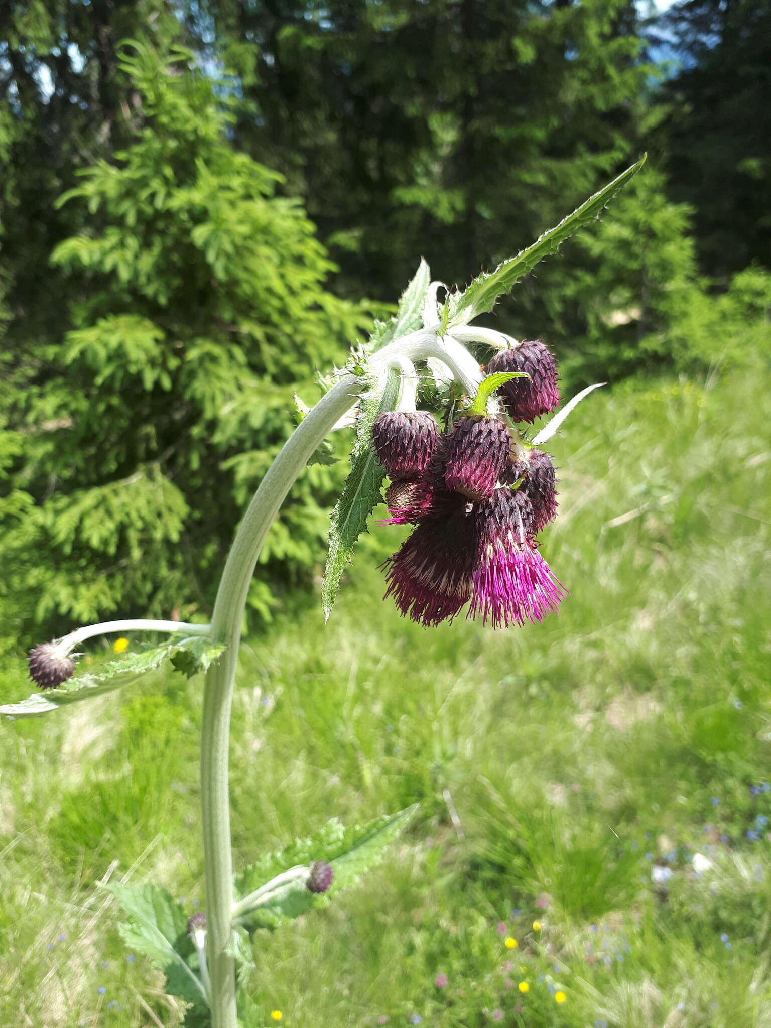 Image of Cirsium greimleri