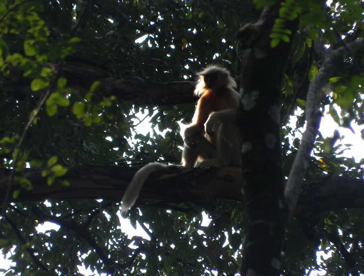 Image of Gee's Golden Langur