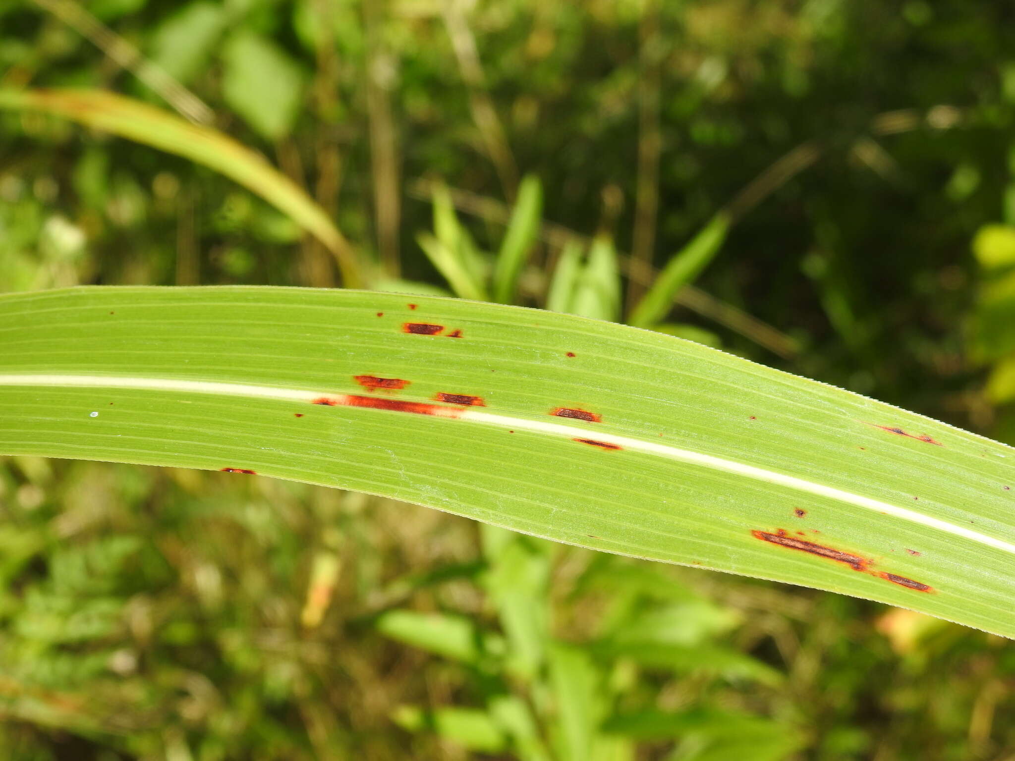 Imagem de Xanthomonas vasicola