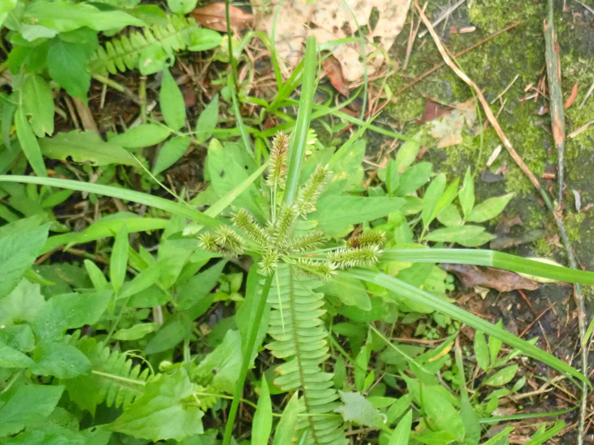 Imagem de Cyperus cyperoides (L.) Kuntze