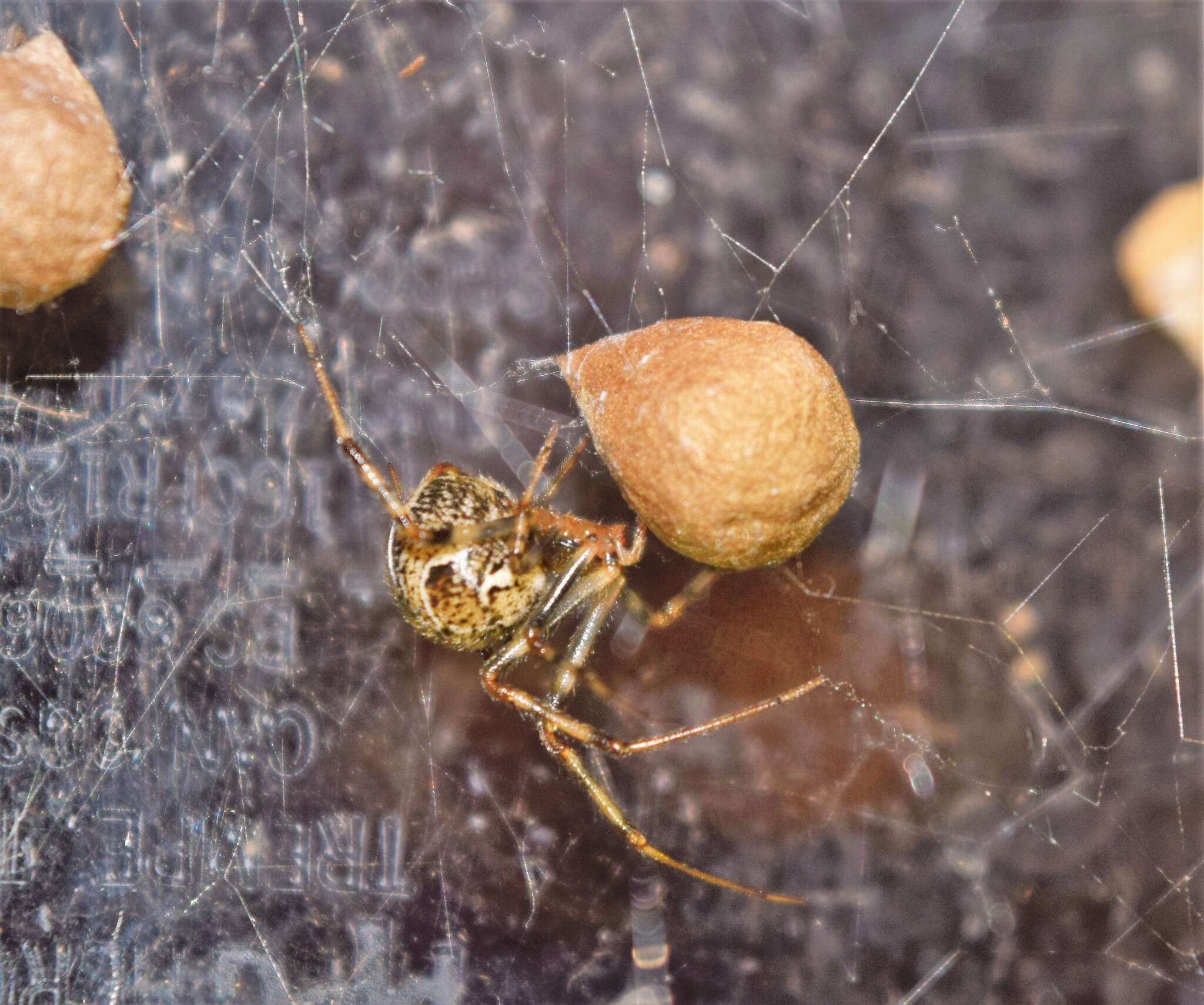 Image of Parasteatoda