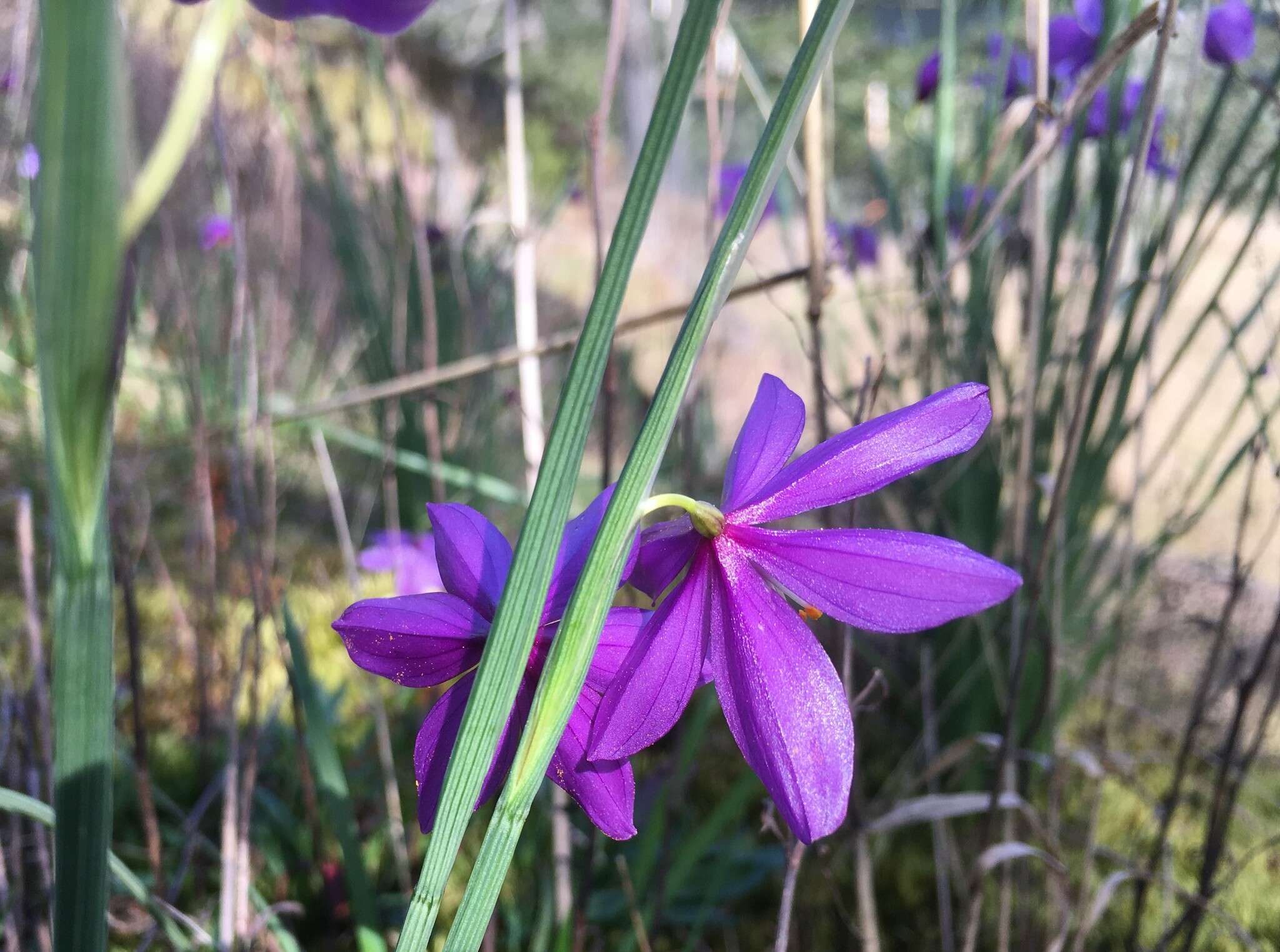 Image of Douglas' grasswidow