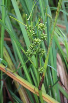 Image de Sparganium erectum subsp. microcarpum (Neuman) Domin