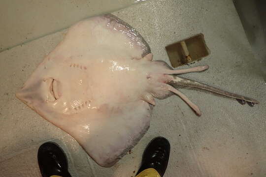 Image of Spinetail ray