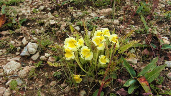 Image of Pedicularis cranolopha Maxim.