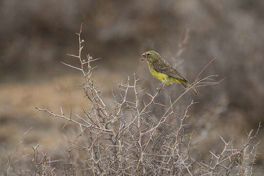 Image of Southern Grosbeak-Canary