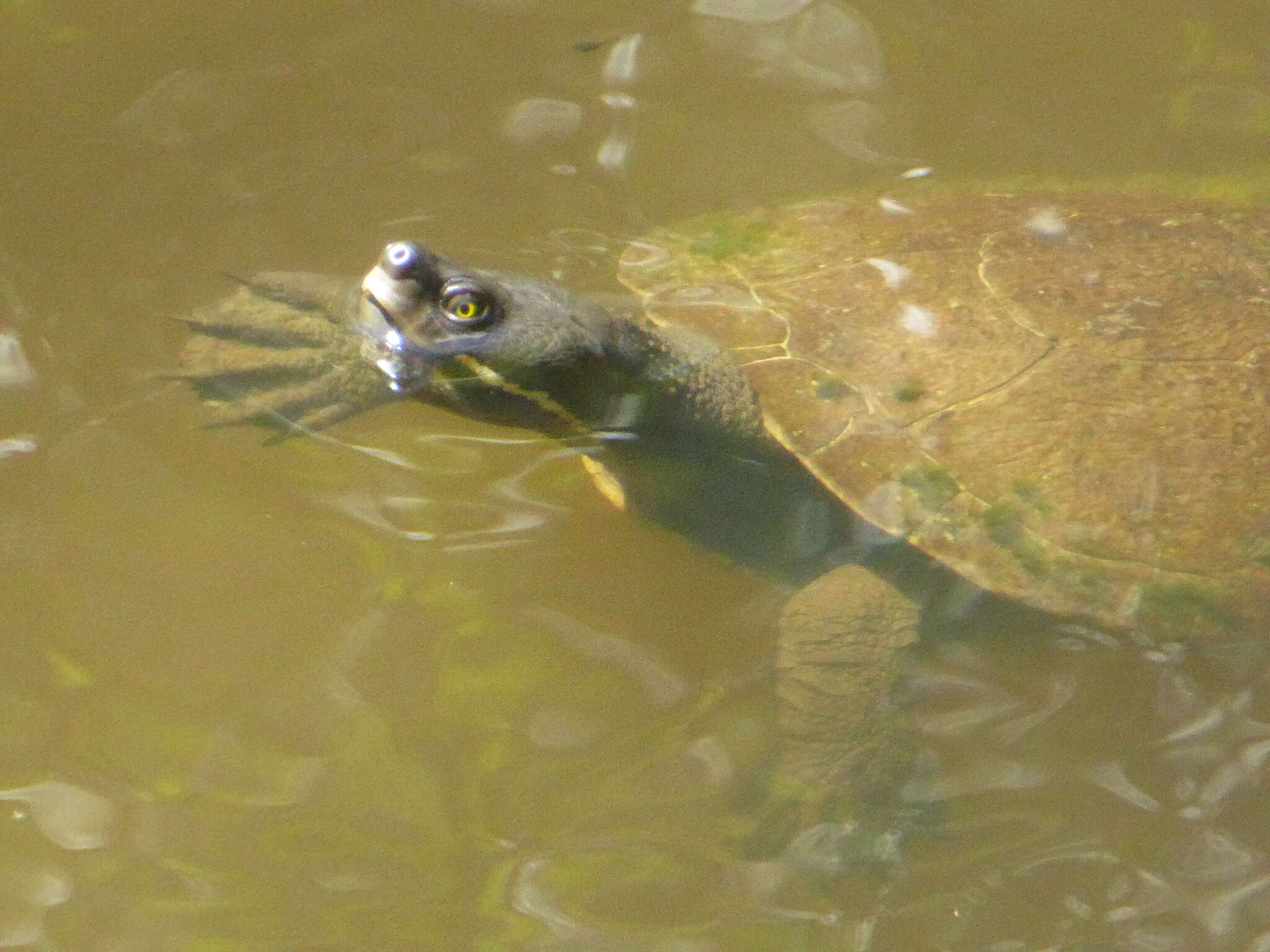 Image of Australian Big-headed Side-necked Turtle