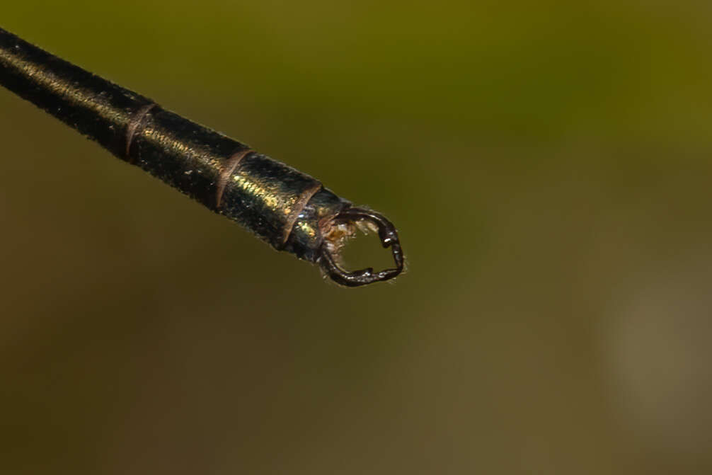 Image of Archiargiolestes pusillus (Tillyard 1908)