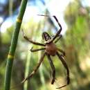 Image of Argiope bullocki Rainbow 1908