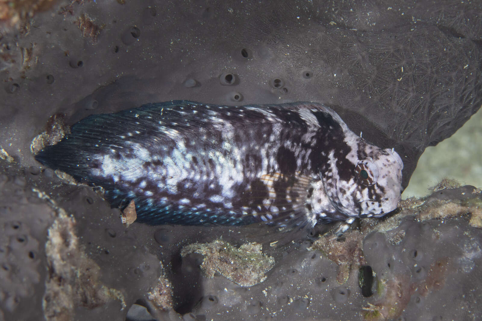 Image of Brown coral blenny