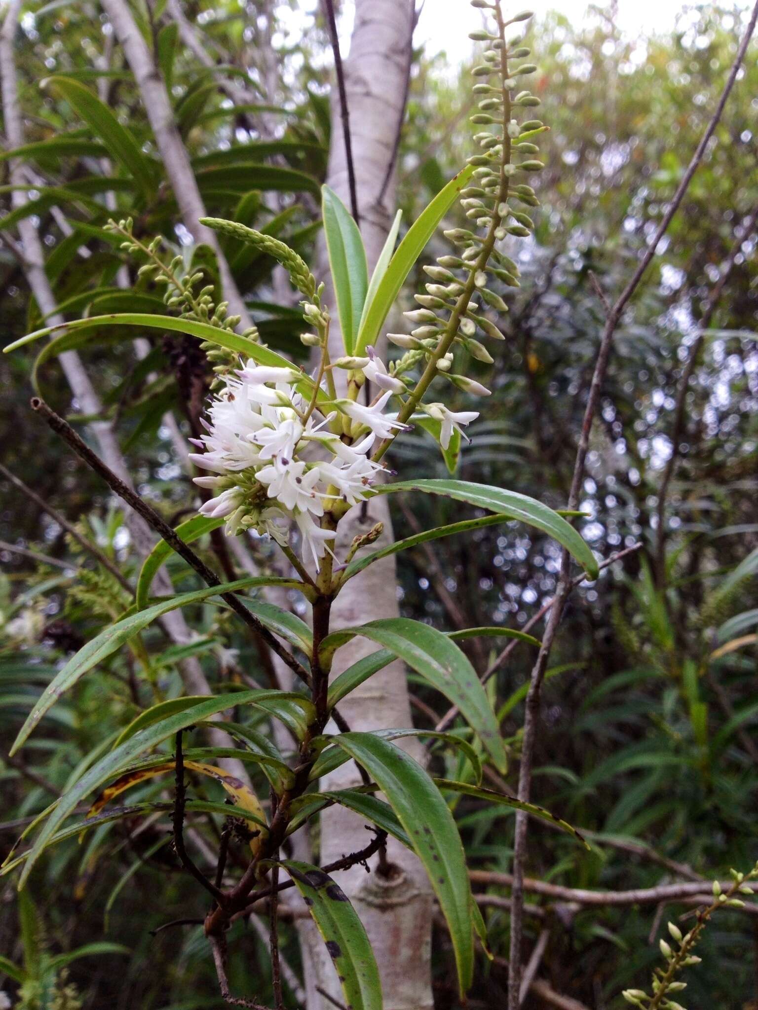 Image of Veronica corriganii (Carse) Garn.-Jones