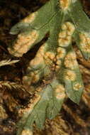 Image of Puccinia pimpinellae (F. Strauss) Link 1824