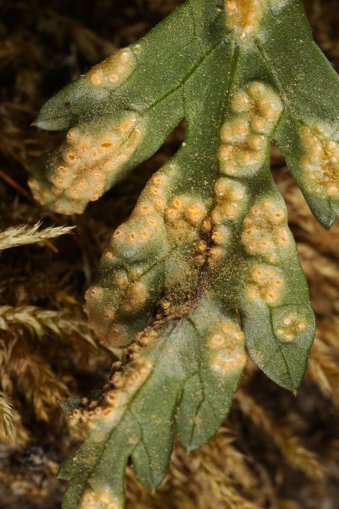 صورة Puccinia pimpinellae (F. Strauss) Link 1824