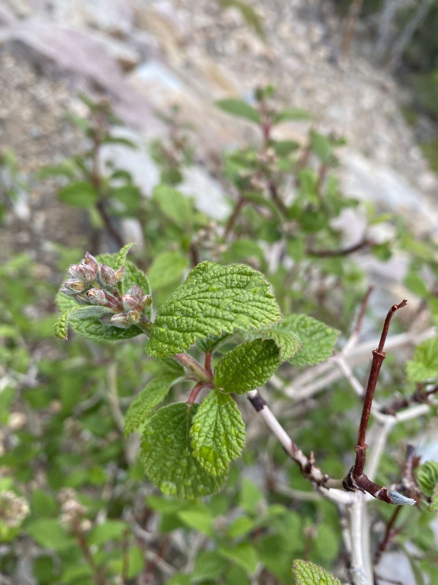 Image de Jamesia americana var. americana