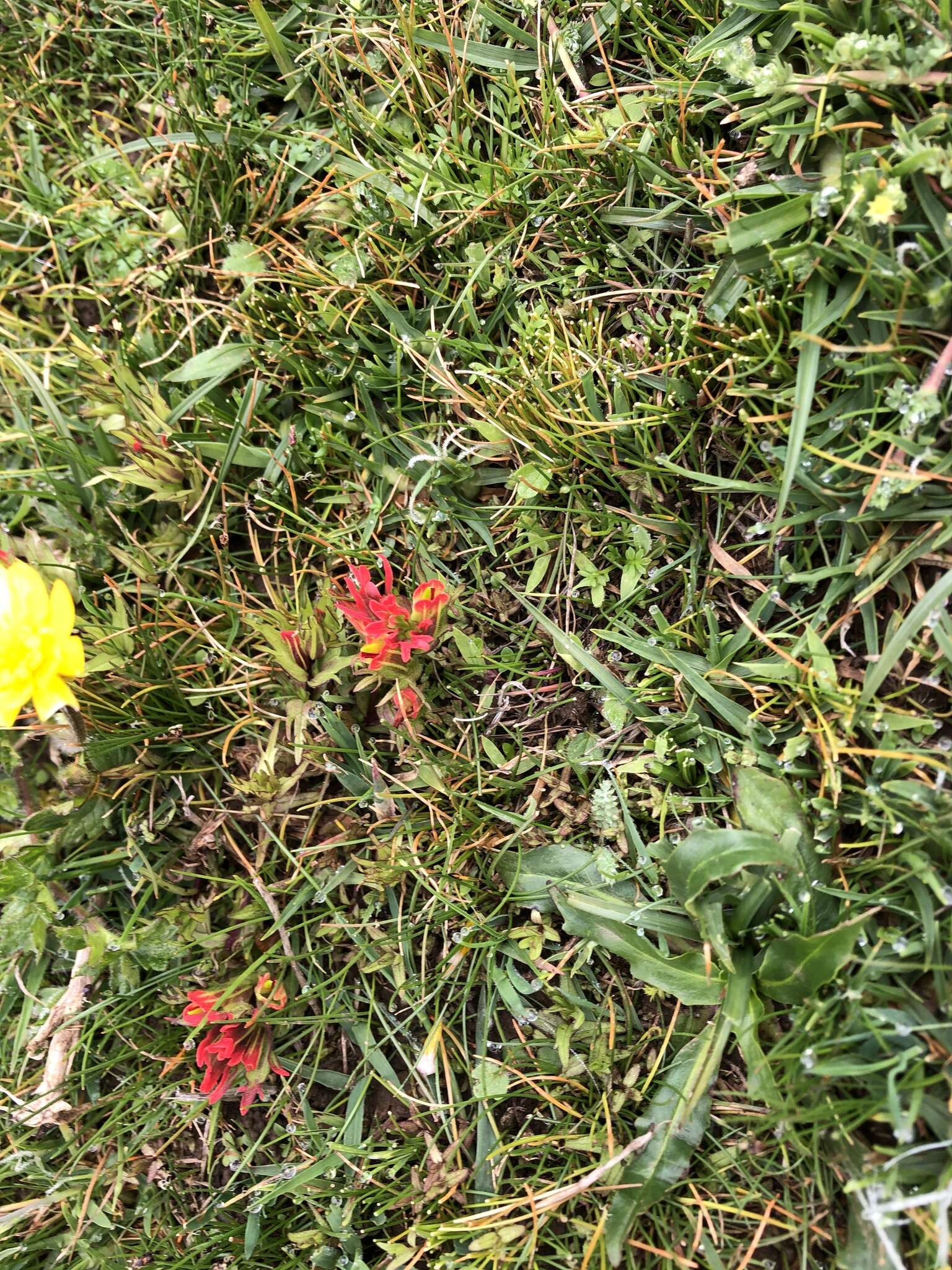 Image of Castilleja pumila (Benth.) Weddell