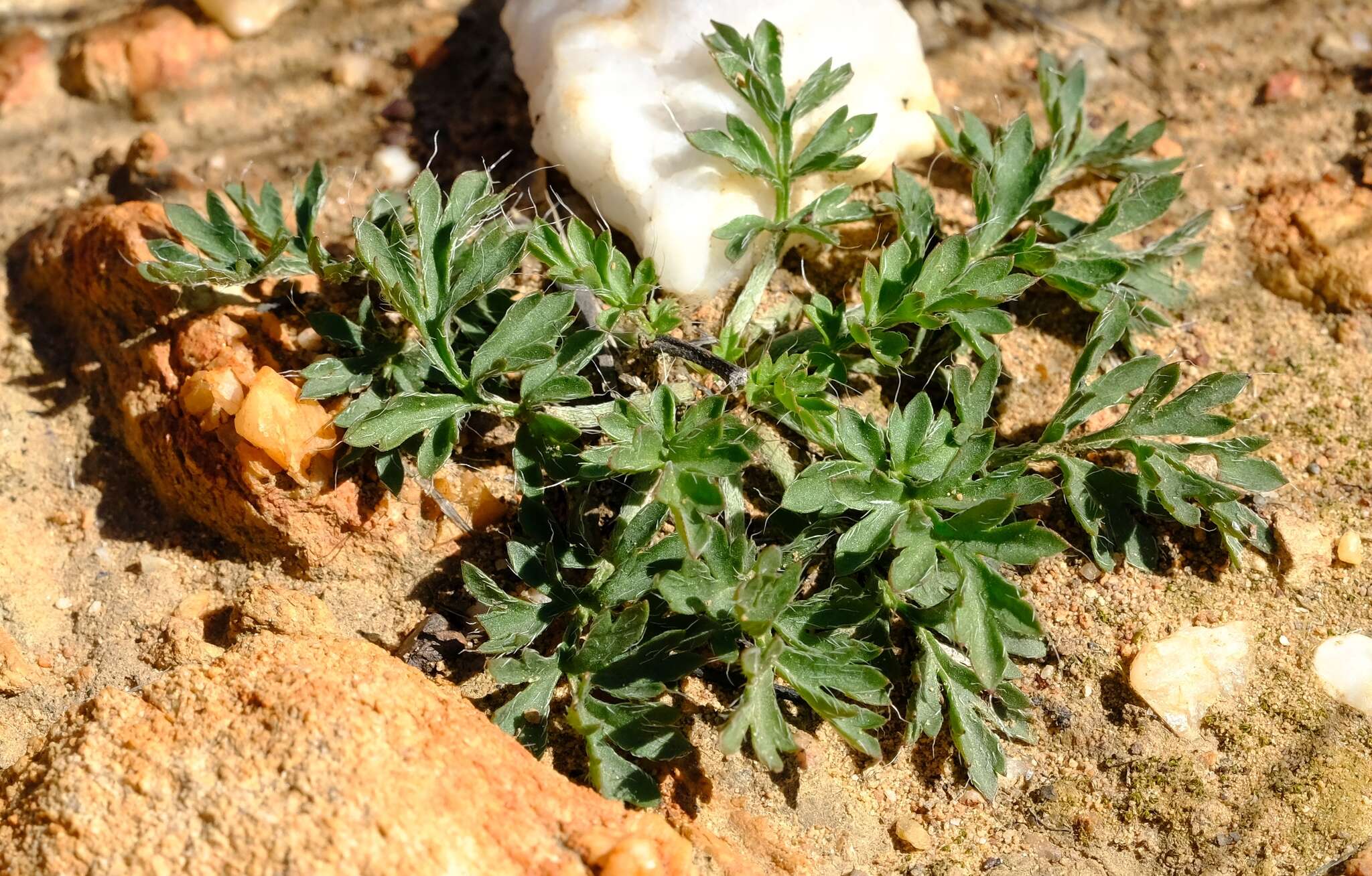 Image of Pelargonium fissifolium (Andr.) Pers.