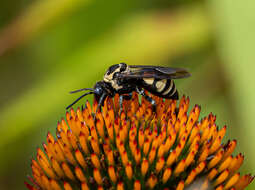 Triepeolus remigatus (Fabricius 1804) resmi