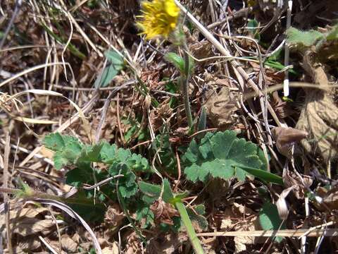 Image of Geum geoides (Pall.) Smedmark