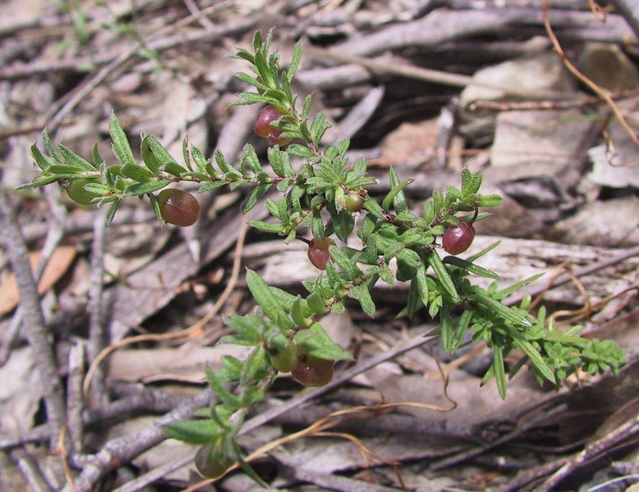 Image of Rhytidosporum