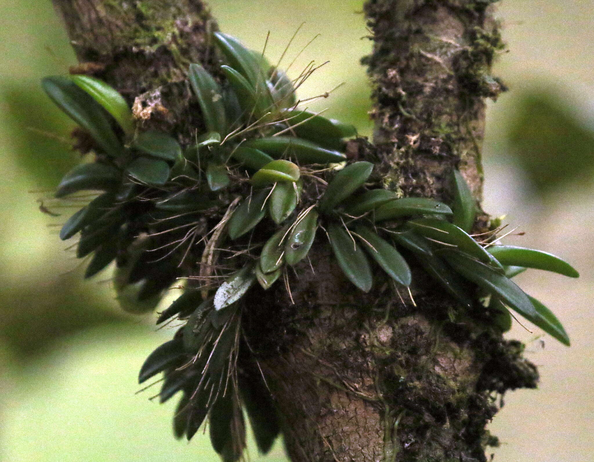 Image of Bulbophyllum macphersonii Rupp
