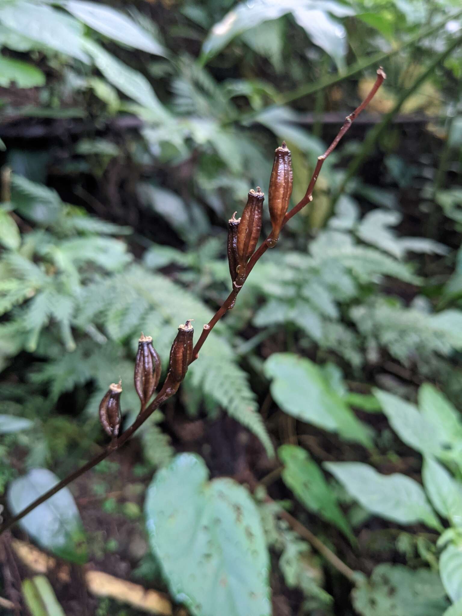 Image of Gastrodia flavilabella S. S. Ying