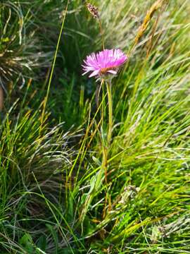 Image de Erigeron caucasicus subsp. venustus (Botsch.) Grierson