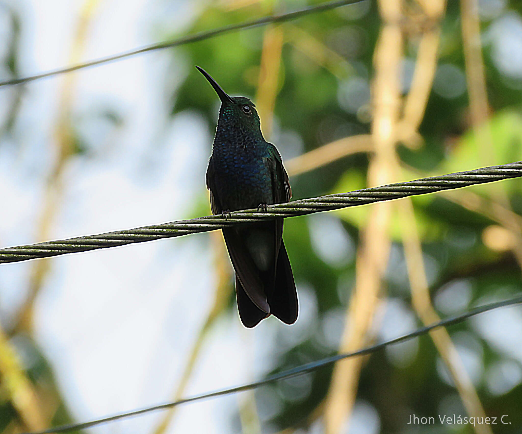 Image of White-vented Plumeleteer