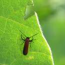 Image of Oedematopoda ignipicta Butler 1881