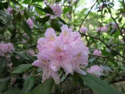 Image of piedmont rhododendron