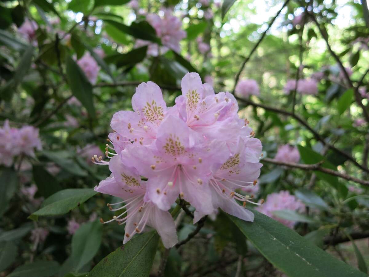 Plancia ëd Rhododendron minus Michx.