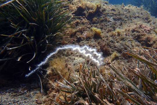 Image of string jelly