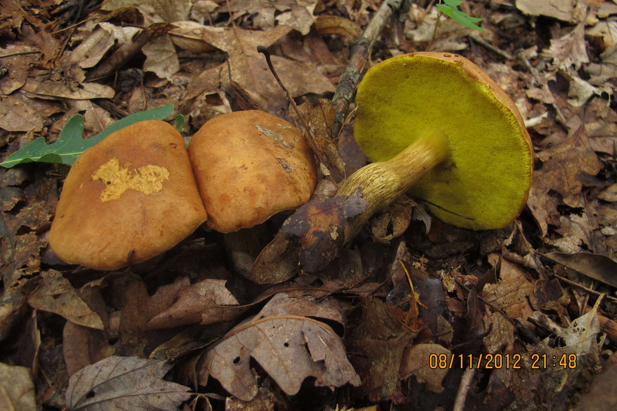 Image of Aureoboletus innixus (Frost) Halling, A. R. Bessette & Bessette 2015