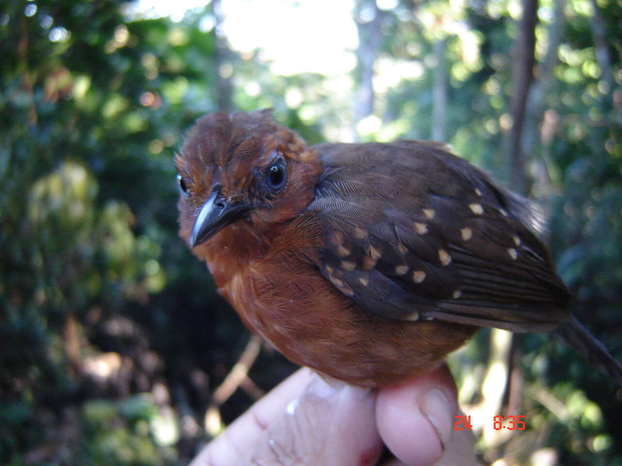 Image of Slate-colored Antbird