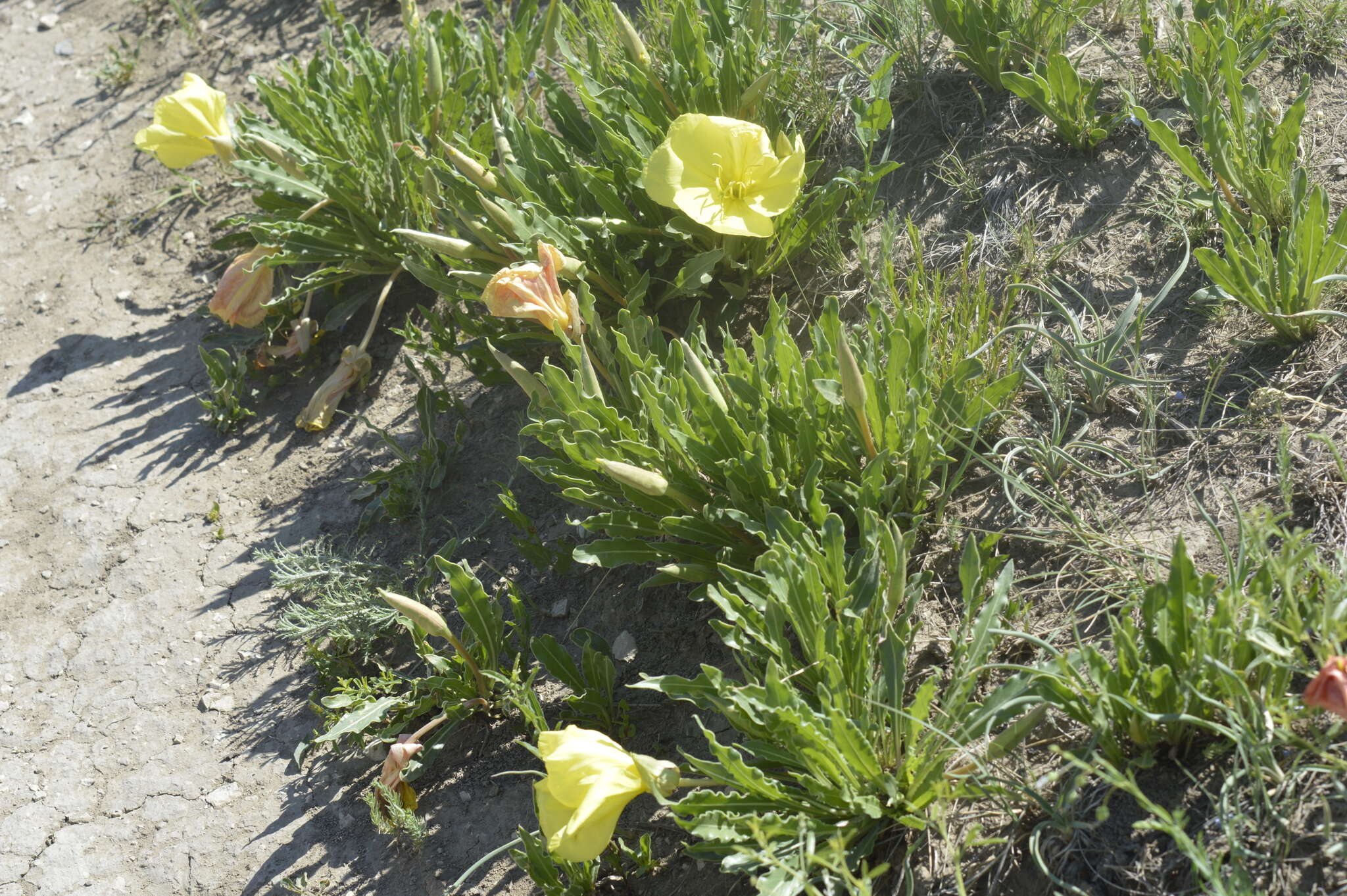 Oenothera howardii (A. Nels.) W. L. Wagner resmi