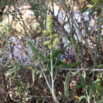 Image of Chenopodium nitrariaceum (F. Müll.) F. Müll. ex Benth.