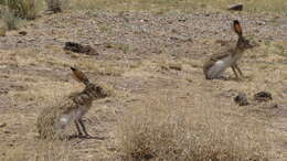 Lepus callotis Wagler 1830 resmi