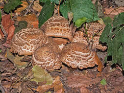 صورة Agaricus bohusii Bon 1983