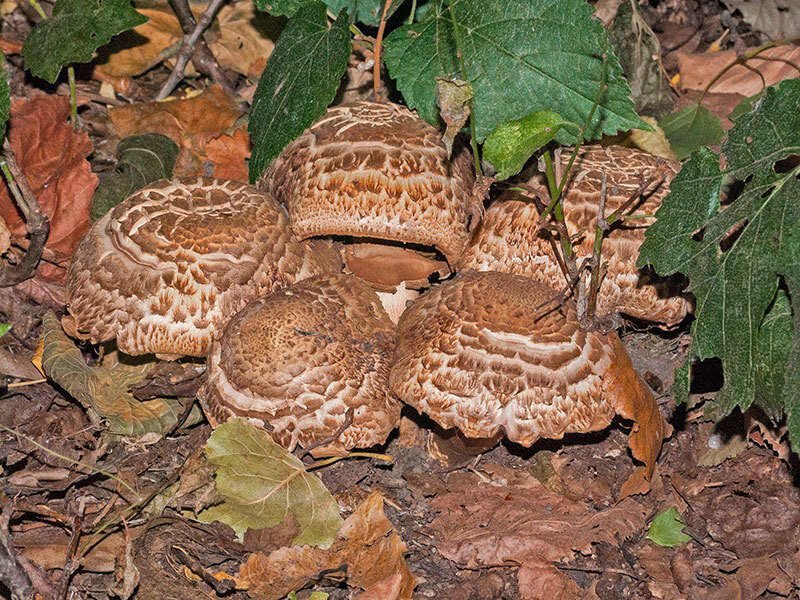 صورة Agaricus bohusii Bon 1983