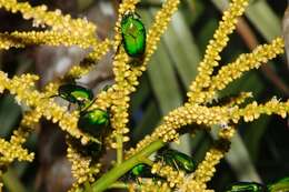 Image de Ischiopsopha wallacei (Thomson 1857)