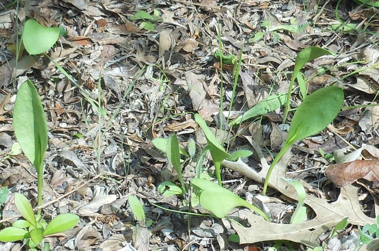 Image of Limestone Adder's-Tongue