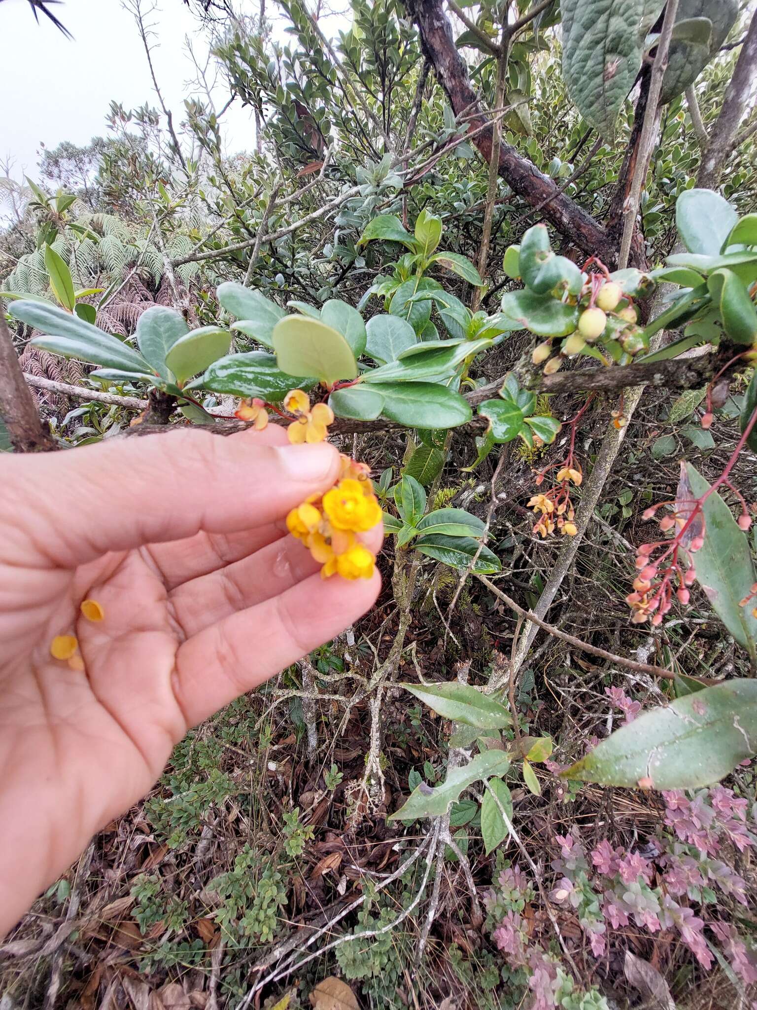 Image of Berberis psilopoda Turcz.