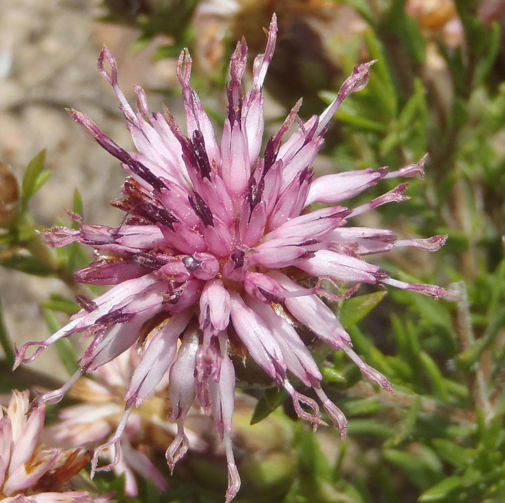 Sivun Pteronia hirsuta L. fil. kuva