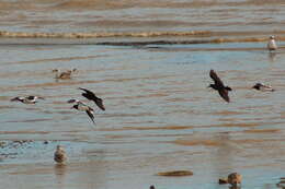 Image of Magellanic Oystercatcher