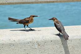 Image of Boat-tailed Grackle