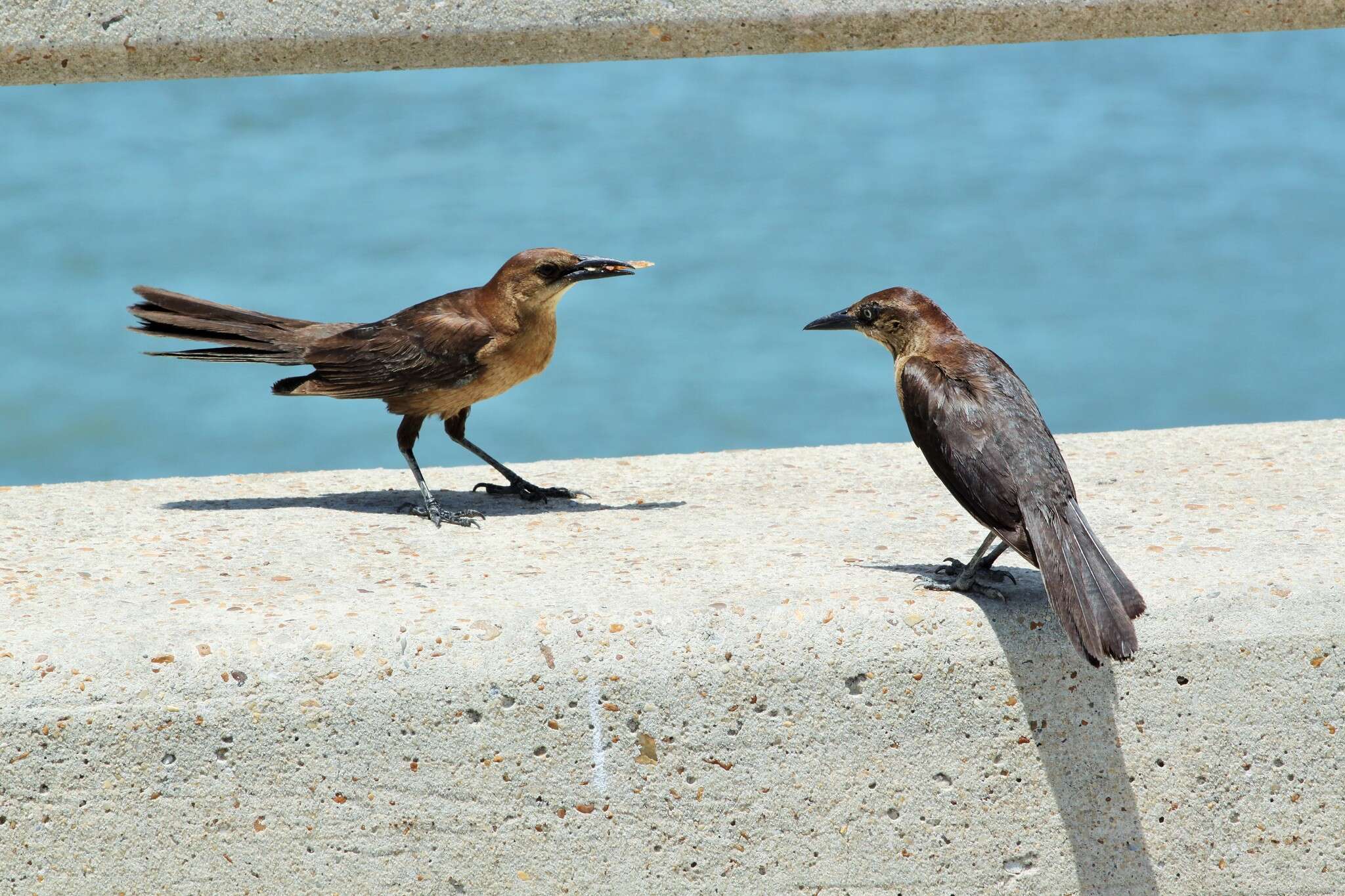 Image of Boat-tailed Grackle