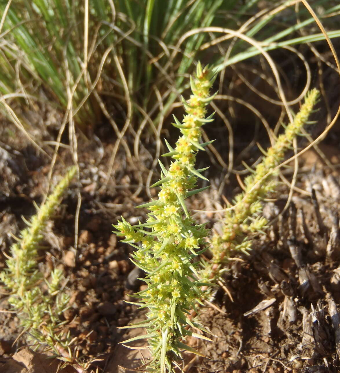 Image of Crassula lanceolata (Eckl. & Zeyh.) Endl. ex Walp.