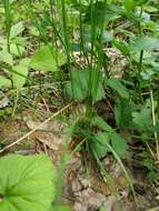 Image of narrow-leaved meadow-grass